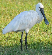 Eurasian Spoonbill