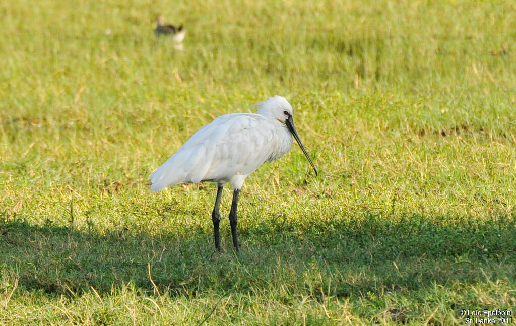 Eurasian Spoonbill