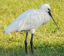 Eurasian Spoonbill