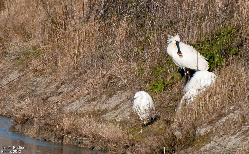 Eurasian Spoonbill