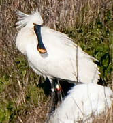 Eurasian Spoonbill