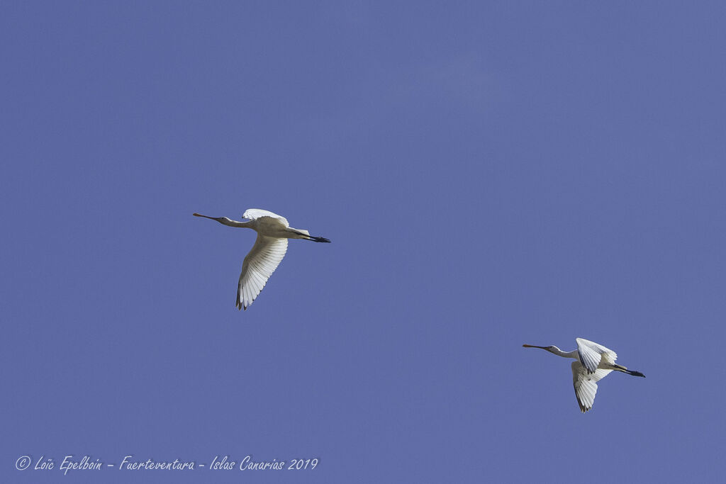 Eurasian Spoonbill