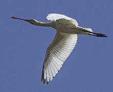 Eurasian Spoonbill