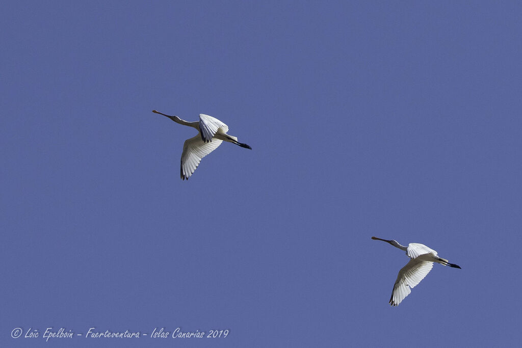 Eurasian Spoonbill