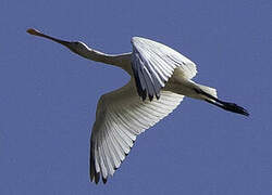 Eurasian Spoonbill