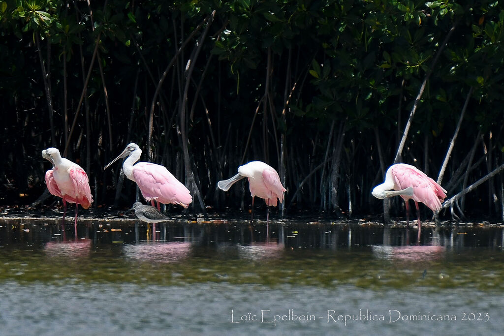 Roseate Spoonbill