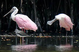 Roseate Spoonbill