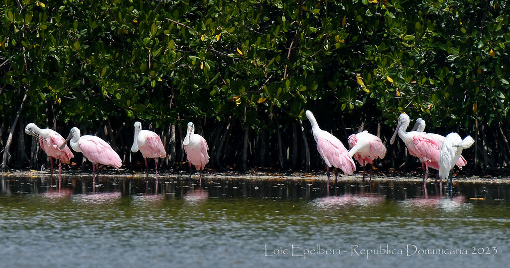 Roseate Spoonbill