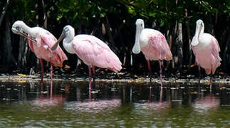 Roseate Spoonbill