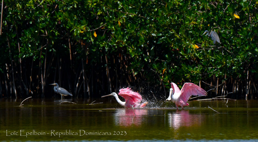 Roseate Spoonbill