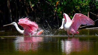 Roseate Spoonbill