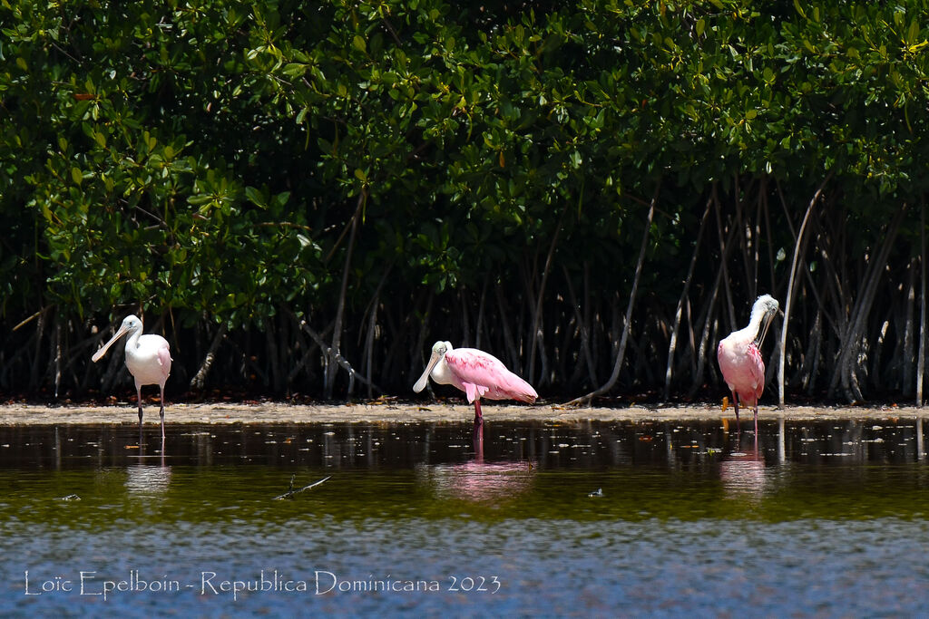 Roseate Spoonbill