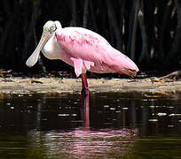 Roseate Spoonbill