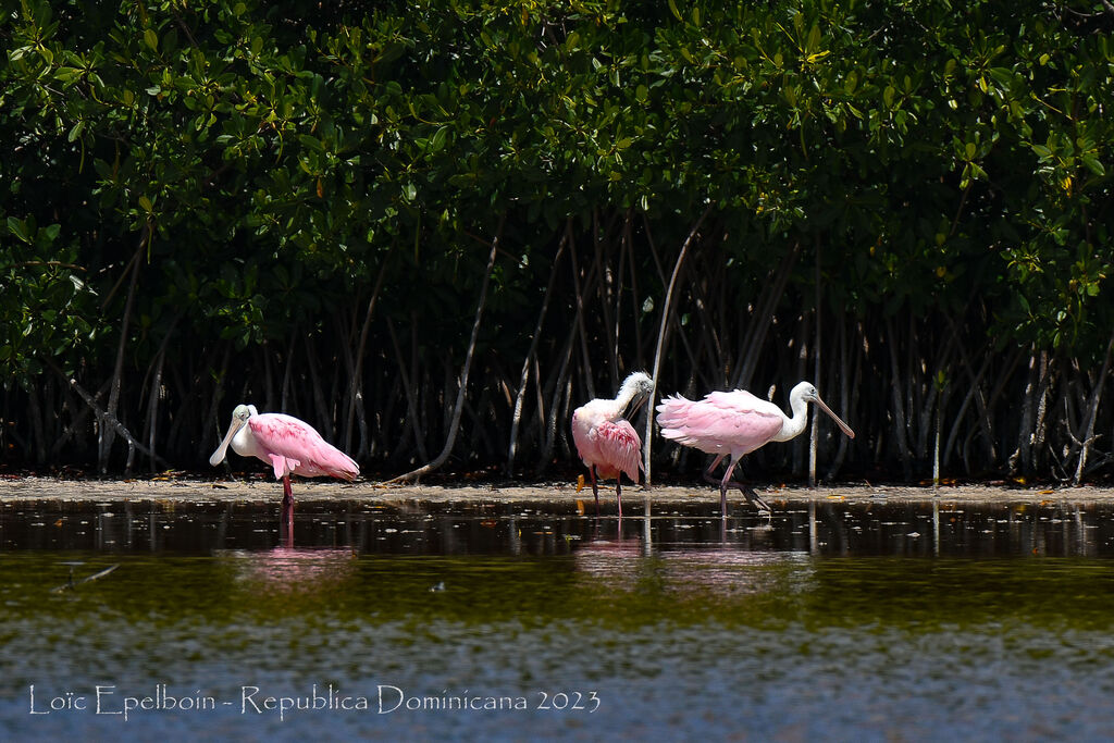 Roseate Spoonbill