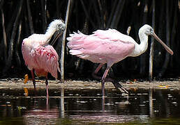 Roseate Spoonbill