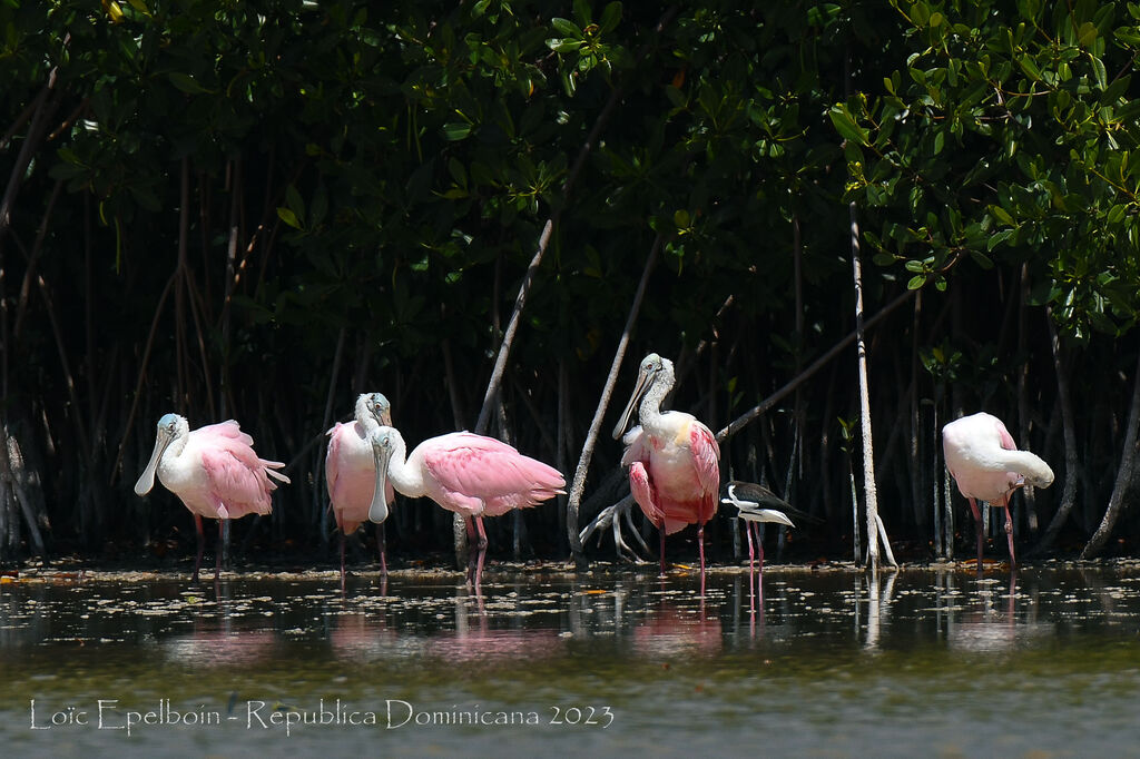 Roseate Spoonbill