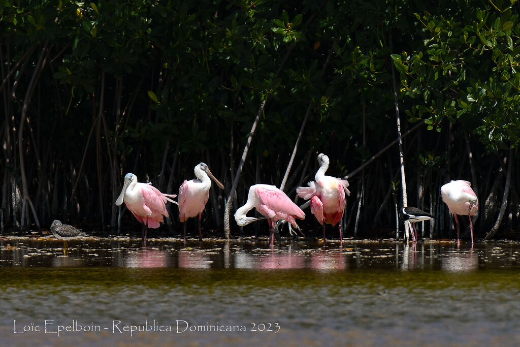 Roseate Spoonbill