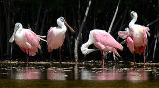 Roseate Spoonbill