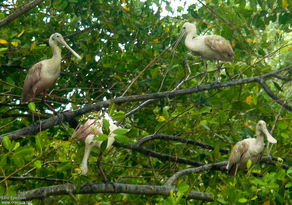 Roseate Spoonbilljuvenile, identification