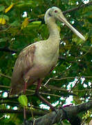 Roseate Spoonbill