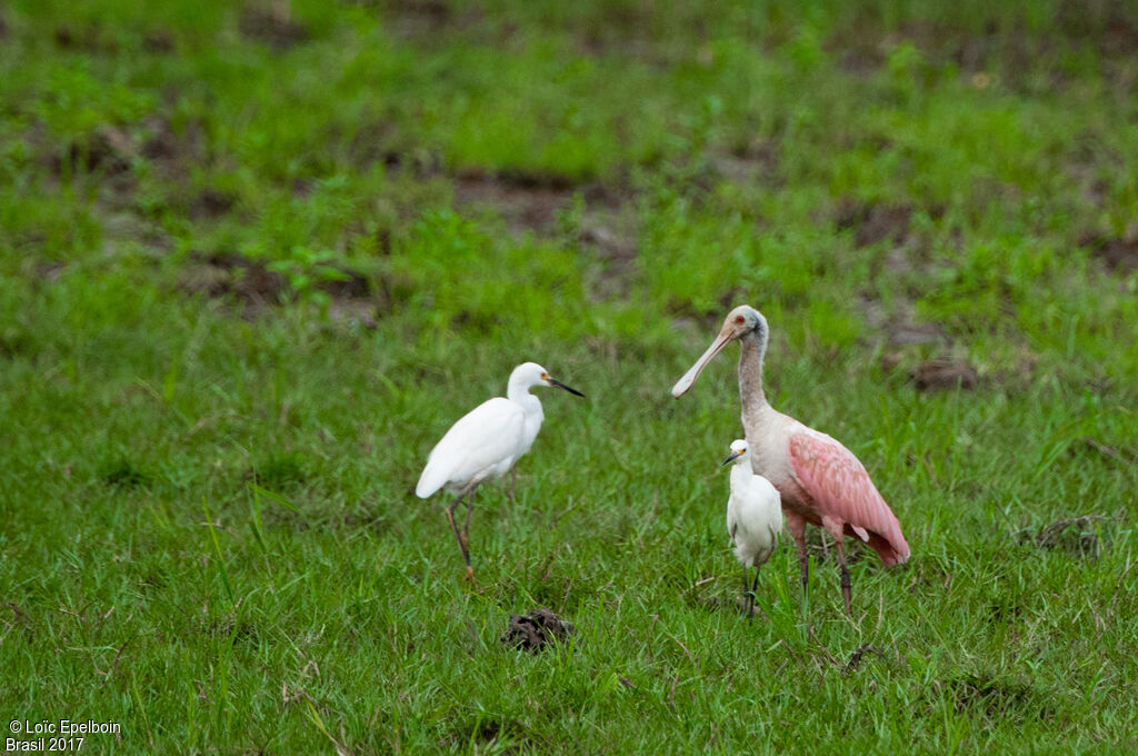 Roseate Spoonbill