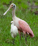 Roseate Spoonbill