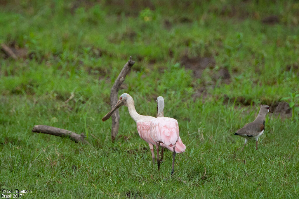 Roseate Spoonbill