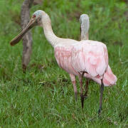 Roseate Spoonbill