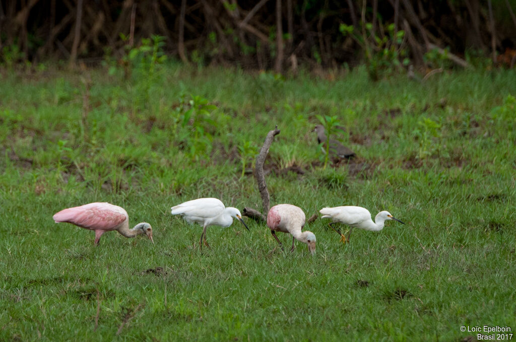 Roseate Spoonbill