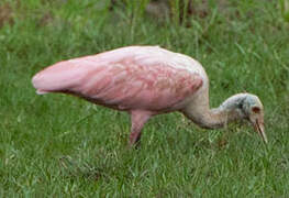 Roseate Spoonbill