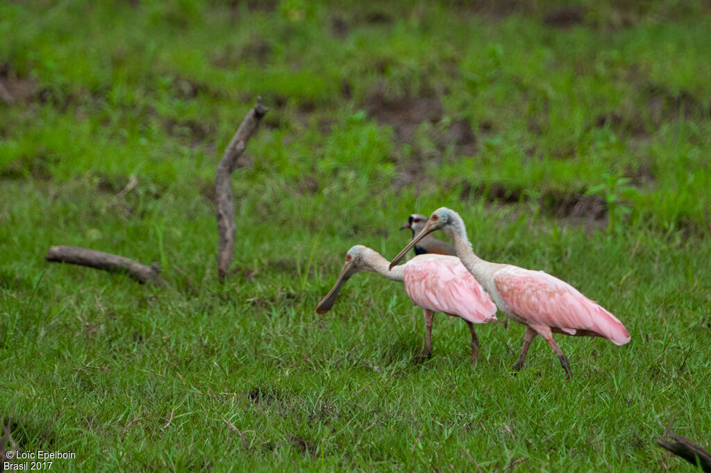 Roseate Spoonbill