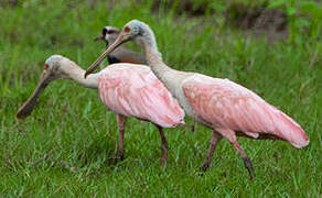 Roseate Spoonbill