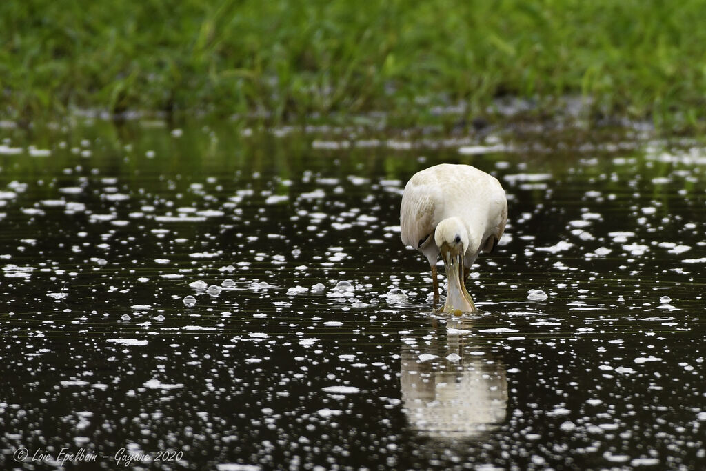 Roseate Spoonbill