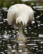 Roseate Spoonbill