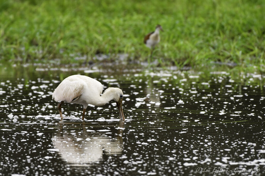 Roseate Spoonbill