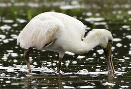 Roseate Spoonbill