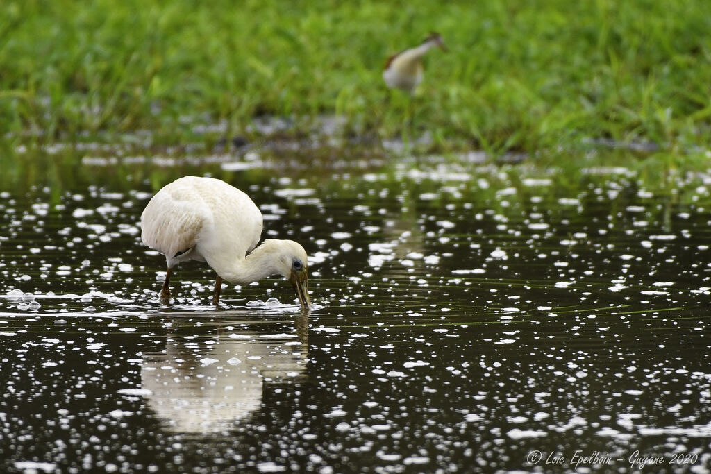 Roseate Spoonbill