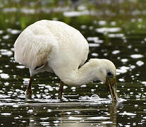 Roseate Spoonbill