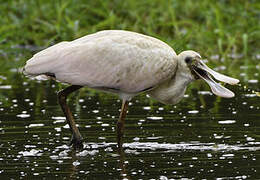 Roseate Spoonbill