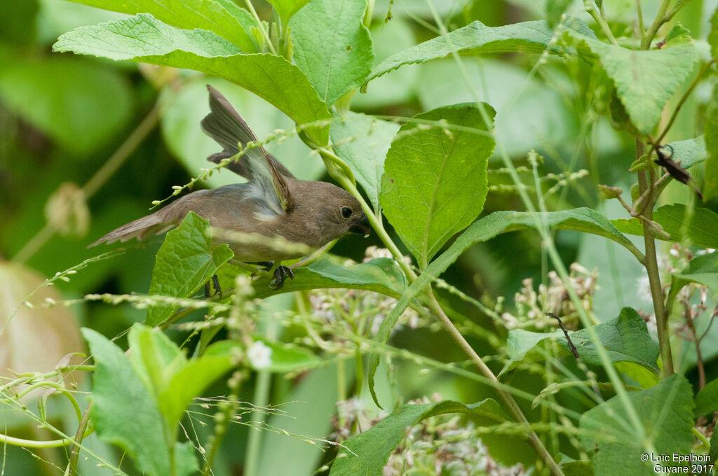 Sporophile à ailes blanches