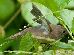 Wing-barred Seedeater