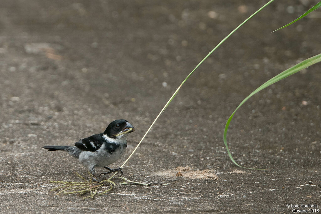 Sporophile à ailes blanches