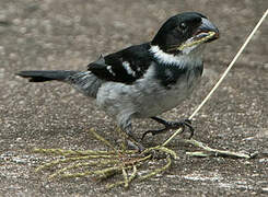 Wing-barred Seedeater