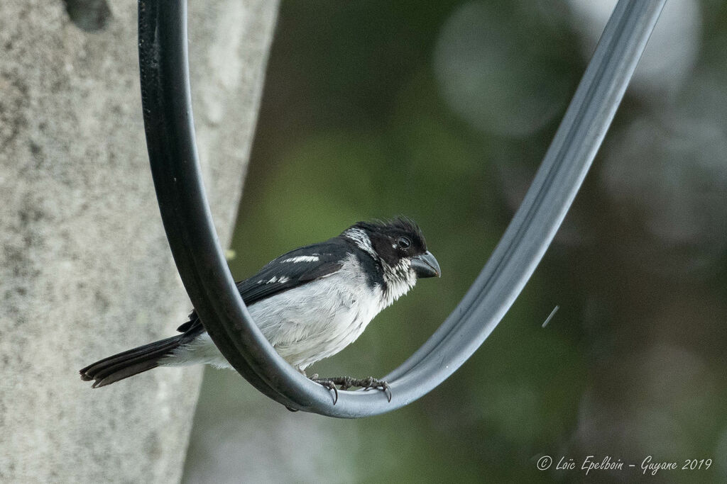 Wing-barred Seedeater