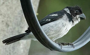 Wing-barred Seedeater