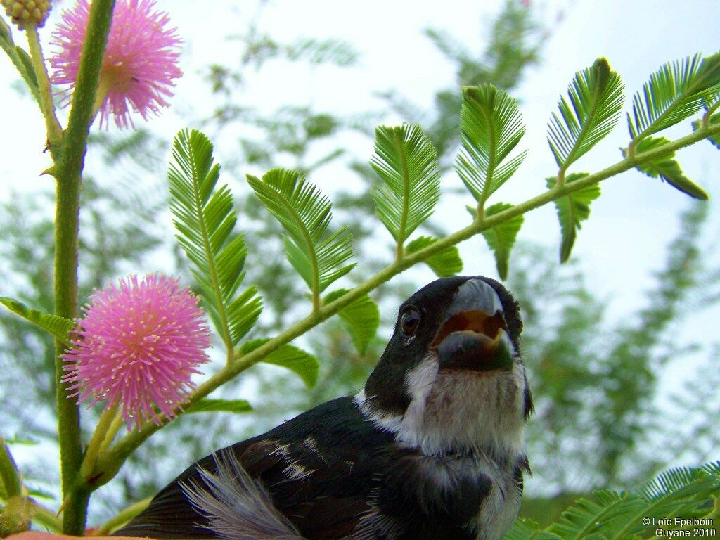 Wing-barred Seedeater