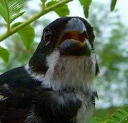 Wing-barred Seedeater