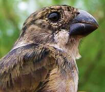 Wing-barred Seedeater