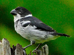 Wing-barred Seedeater