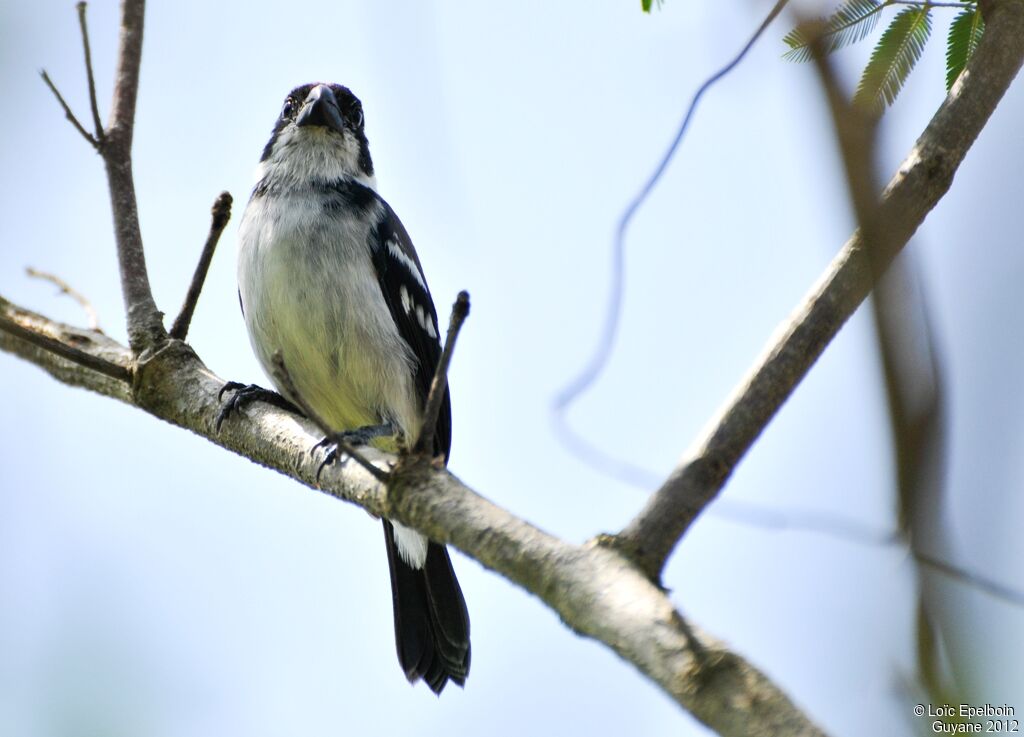 Sporophile à ailes blanches